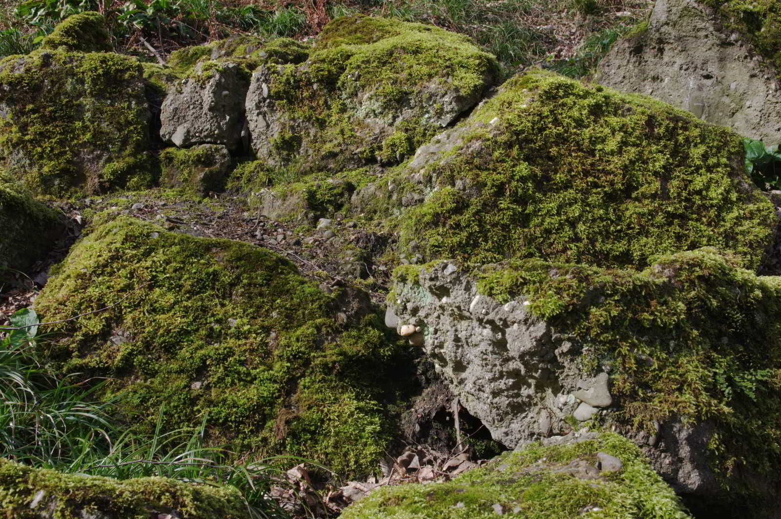 Mooslandschaft